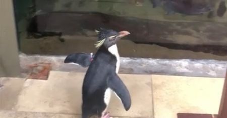 Pingwini spacer w zoo w Chicago. Nagranie obiegło sieć