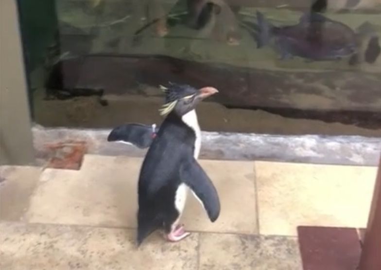 Pingwini spacer w zoo w Chicago. Nagranie obiegło sieć