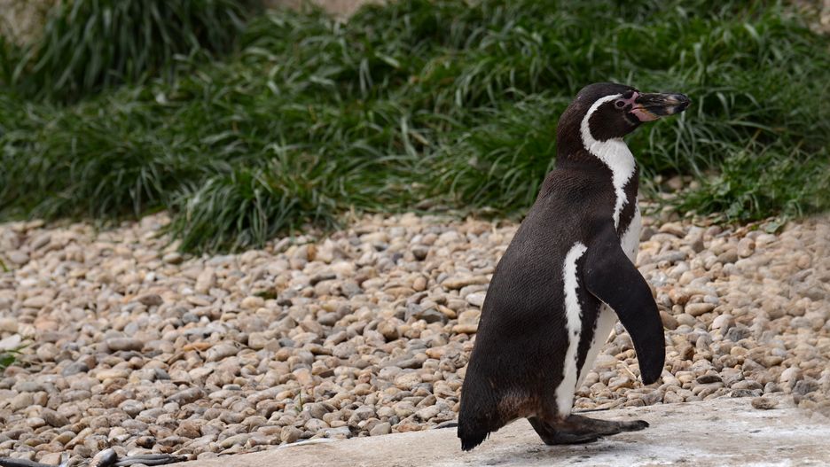 W Gdańskim Ogrodzie Zoologicznym doszło do nieprzyjemnej sytuacji