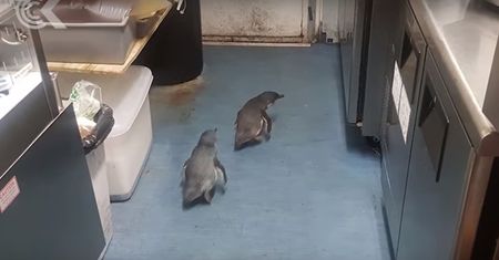 Pingwiny wkradły się do sushi baru w Wellington. Interweniowała policja