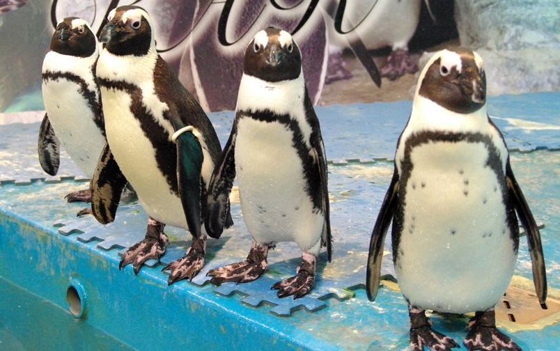 Wchodzisz do baru, a tam... żywe pingwiny. Przesadzili?