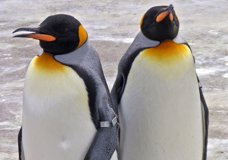 Rozczula cię widok pingwinów? Sprawdź, co o nich wiesz