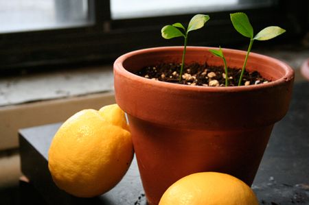 How to Grow Lemon Tree From Seed