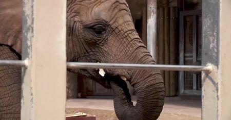 Problemy finansowe i braki kadrowe uderzają w warszawskie zoo. Konieczne wstrzymanie inwestycji i ograniczanie liczby zwierząt