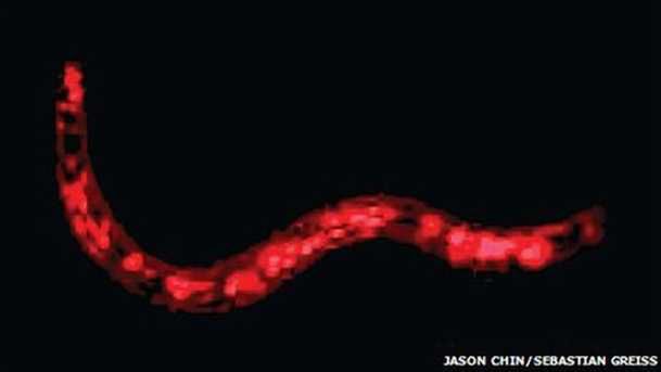 Pierwszy na świecie zaprogramowany organizm 1