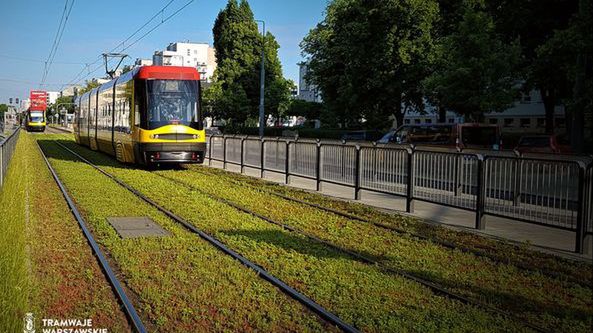Warszawa. Tory tramwajowe z rozchodnikiem - doskonały pomysł, który pogodzi zwolenników i przeciwników koszenia traw