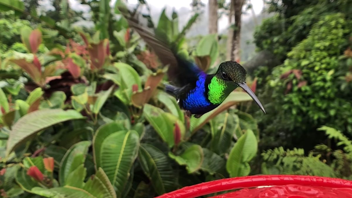 Świetny film w zwolnionym tempie pokazuje, jak porusza się koliber 1