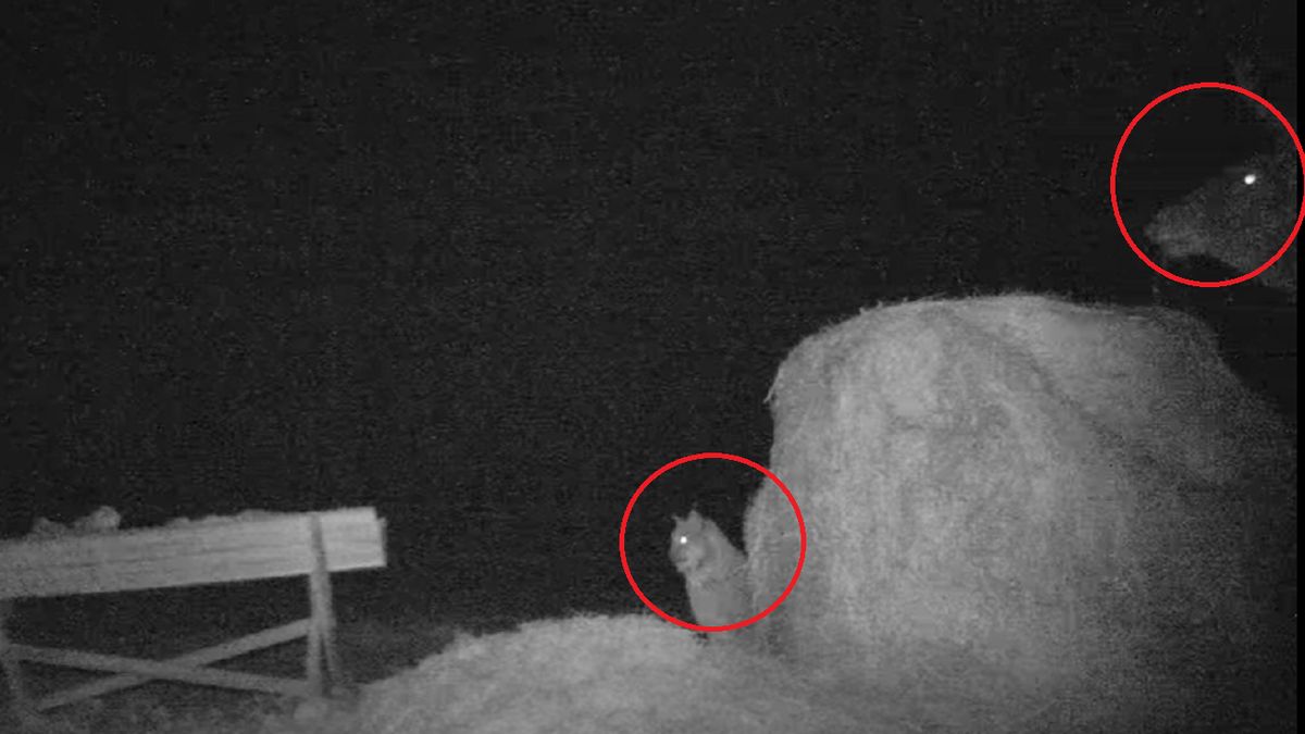 Niecodzienne spotkanie przy karmniku