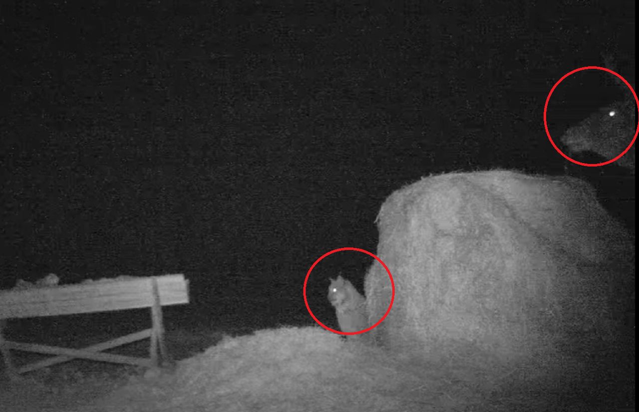 Leśnicy pokazali wideo. "Bez gwałtownych ruchów"