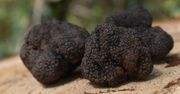 Tutaj w Polsce rosną trufle. Ekspert wymienia najlepsze miejsca