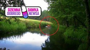 Jelenie weszły do wody. Leśnicy pokazali niezwykłe ujęcie