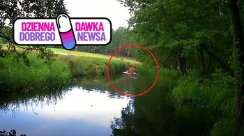 Jelenie weszły do wody. Leśnicy pokazali niezwykłe ujęcie