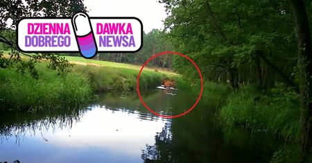 Jelenie weszły do wody. Leśnicy pokazali niezwykłe ujęcie