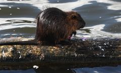 Inwazja bobrów w Ustce. "Wycinają" drzewa