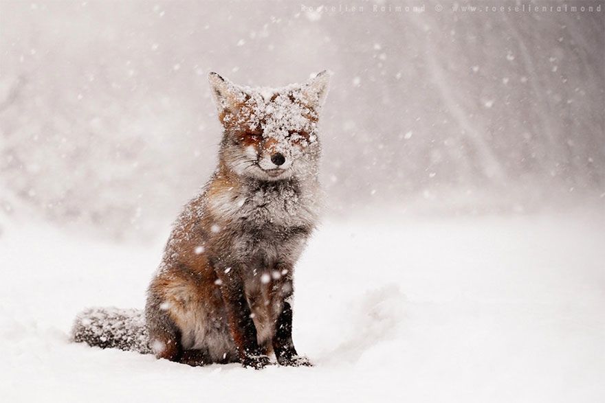 Jak robi lis? Czyli dzikie lisy Roeselien Raimond 8