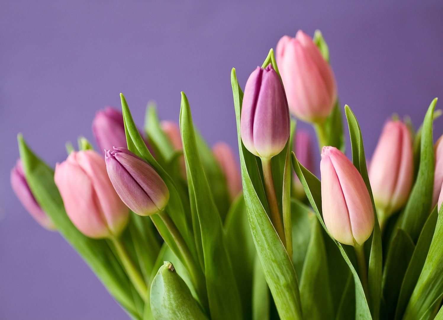 Genialny trik. Jak sprawić, by tulipany dłużej były świeże?