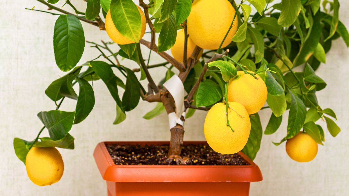 Cytrusowe drzewko hoduje samodzielnie z pestki 