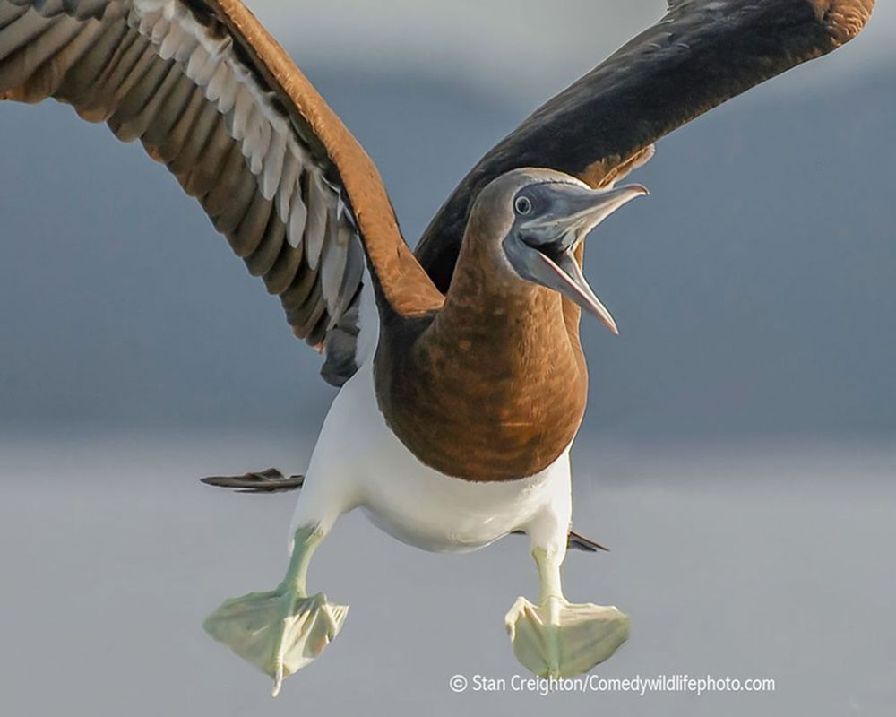Najzabawniejsze zwierzaki konkursu Comedy Wildlife Photography Awards 2016 40