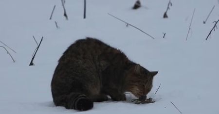 W Bieszczadach nagrano unikatowy film. "Rzadziej spotykany niż niedźwiedź"