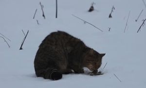 W Bieszczadach nagrano unikatowy film. "Rzadziej spotykany niż niedźwiedź"