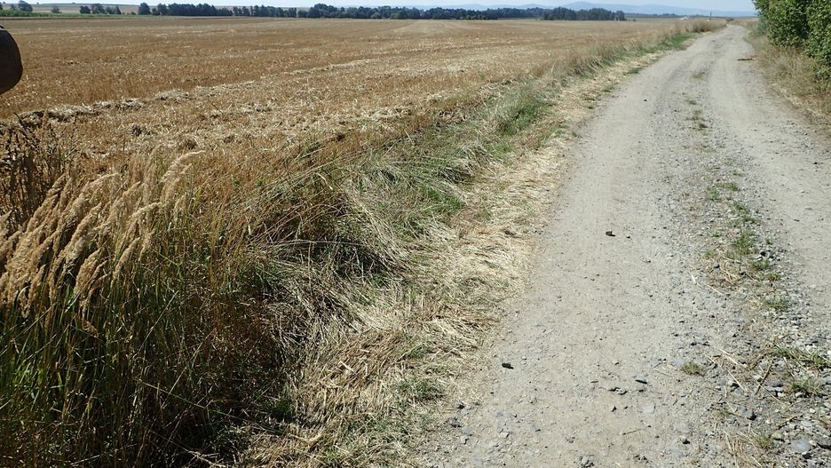 Odkrycie w Pleśnicy