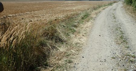 Zbiorowa mogiła w Pleśnicy. Odkopano aż 34 ciała