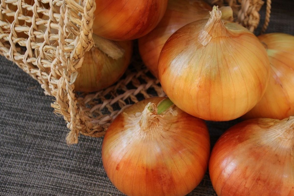 How to store onions for the winter?