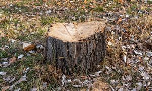 Nie niszcz gleby. Tak ogrodnicy skutecznie usuwają pnie drzew bez kopania