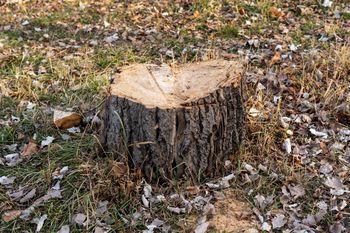 Nie niszcz gleby. Tak ogrodnicy skutecznie usuwają pnie drzew bez kopania