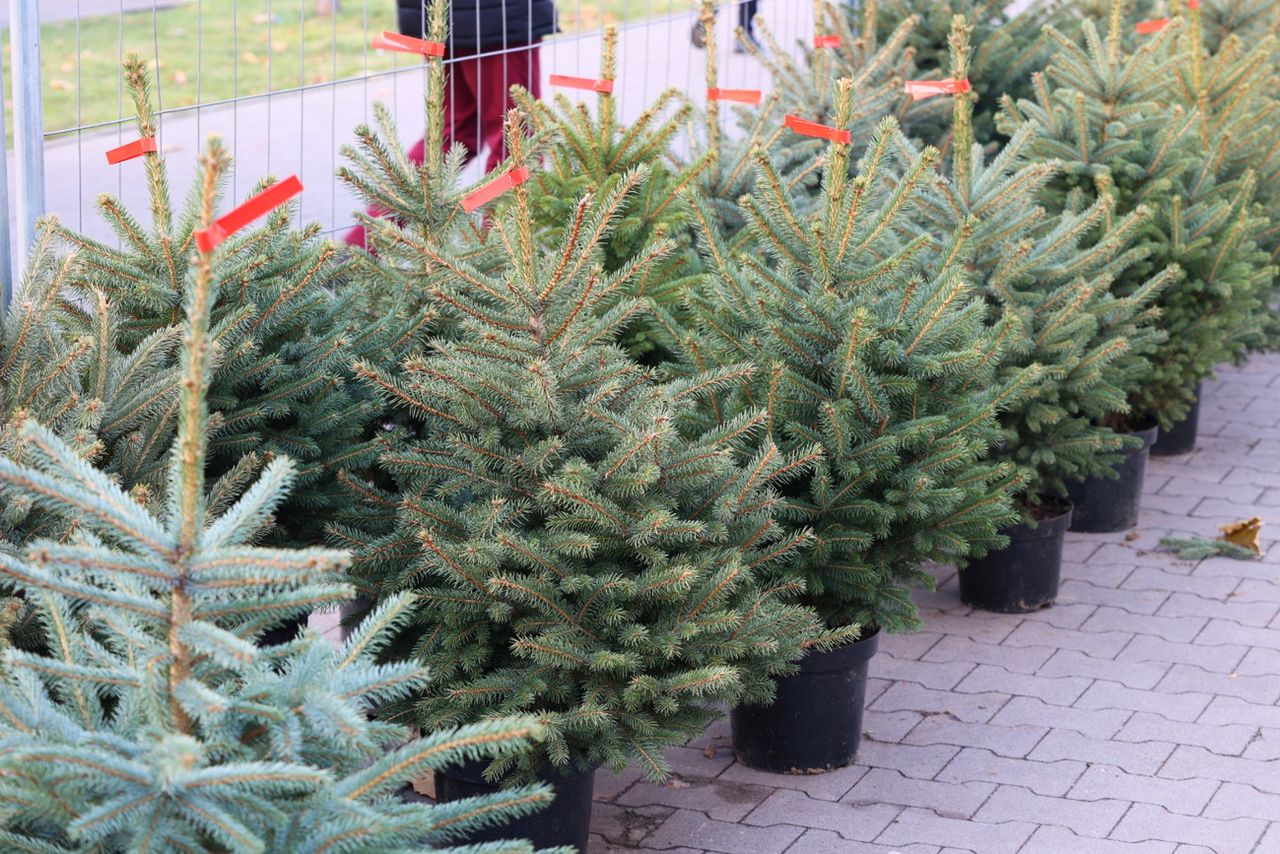 Sprzedawcy choinek na celowniku. Grożą im surowe kary