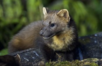 Rozbij przed domem. Kuny już się do niego nie zbliżą