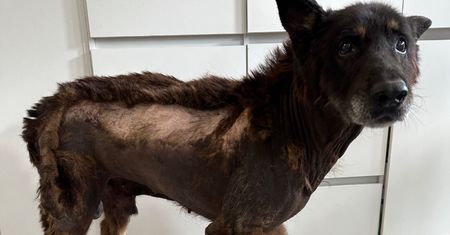 Skrajnie zaniedbany pies na terenie gminnej oczyszczalni. Prezes zabrał głos