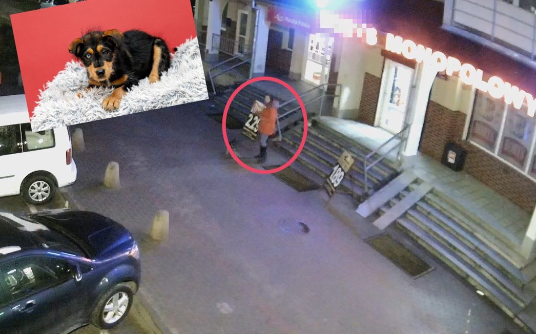Porzucony szczeniak w Elblągu. Policja poszukuje kobiety z nagrania