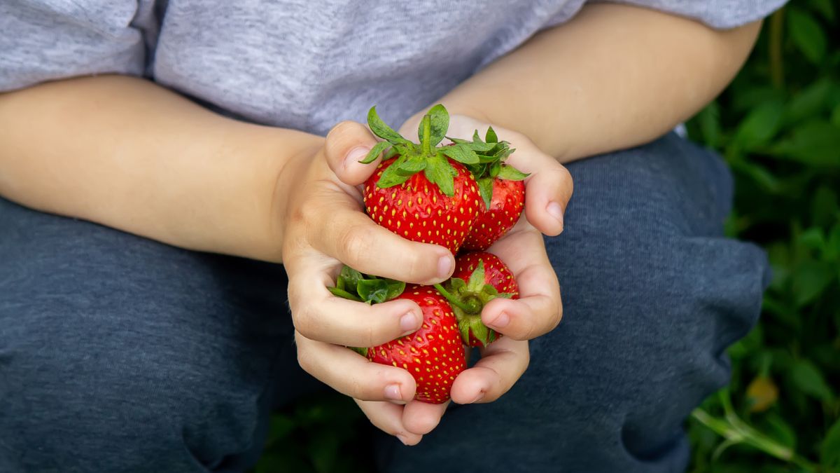 Nie wszystkim służy zajadanie się truskawkami