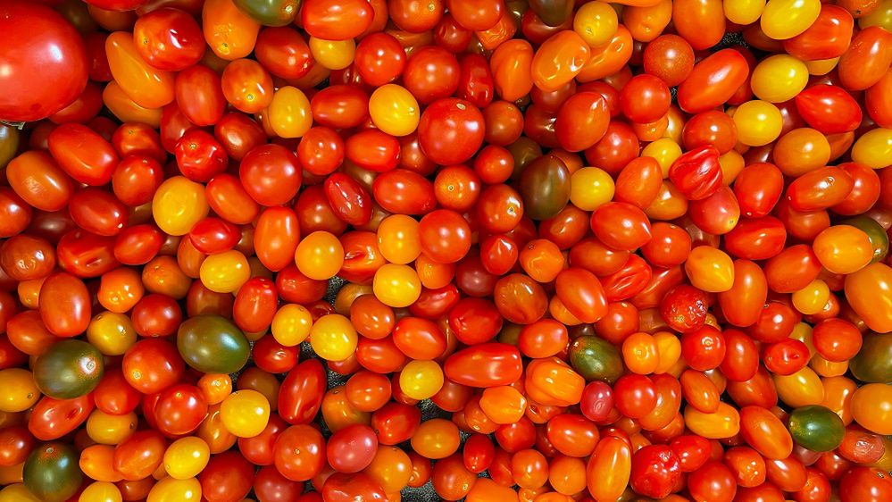 Nigdy nie wyciągaj ogonków z pomidorów. Szypułki pełnią ważną fukcję