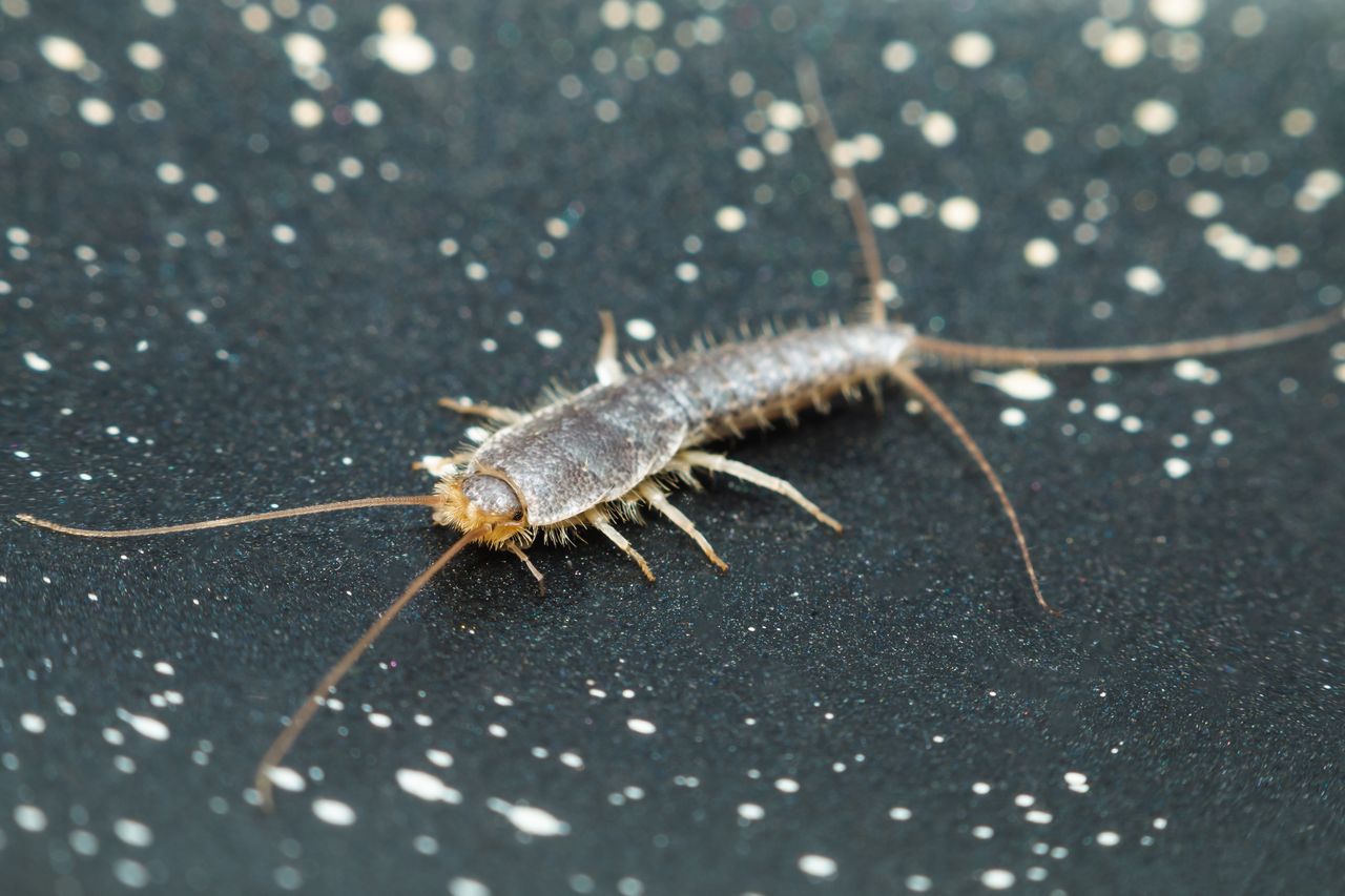 How to deter silverfish?