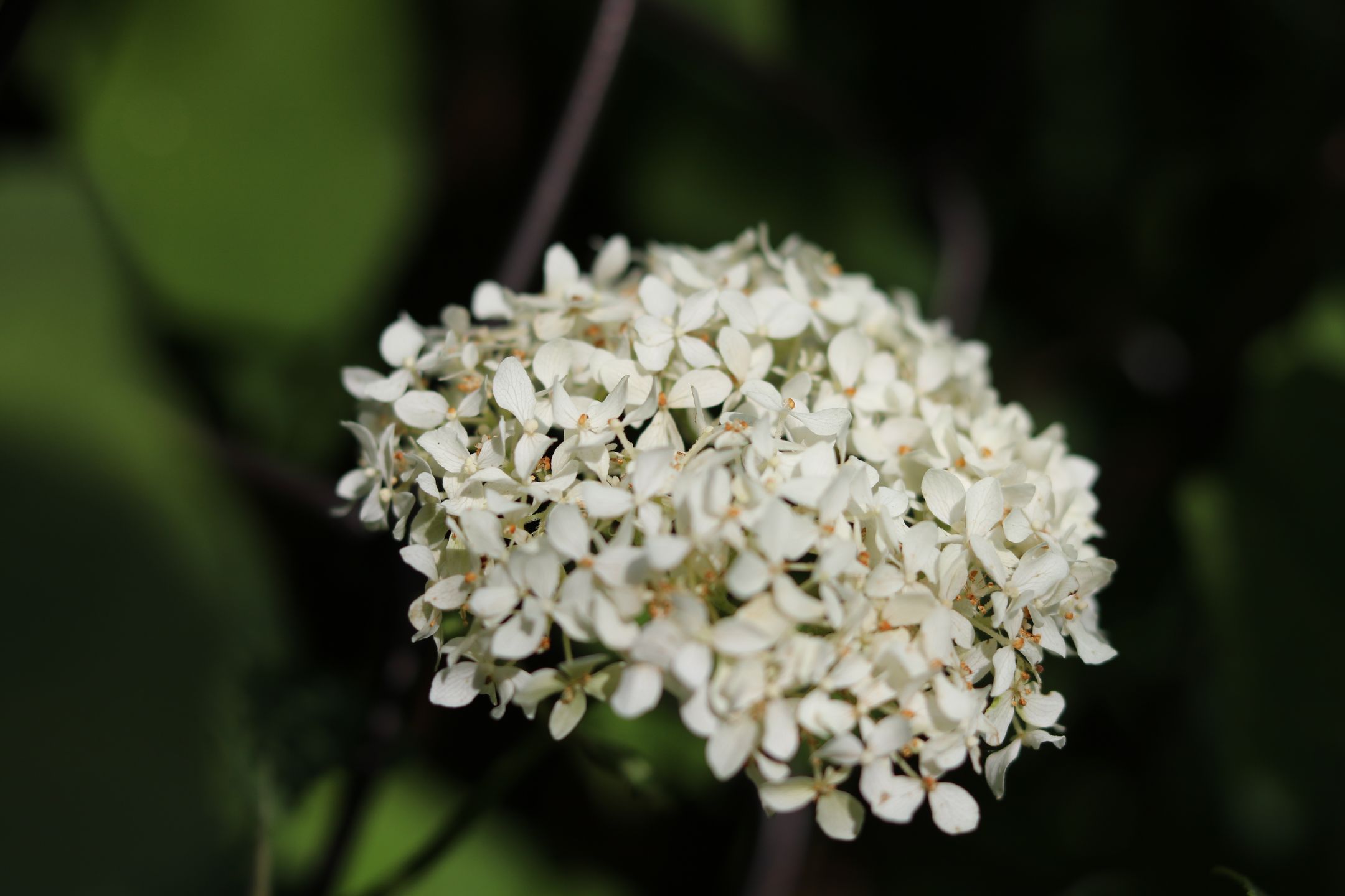 Canon EF 50 mm f/1.8 STM - niedroga przepustka do poważnej fotografii [recenzja] 92