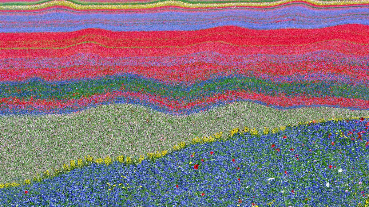 Pasy kwietne pomogą chronić uprawy?