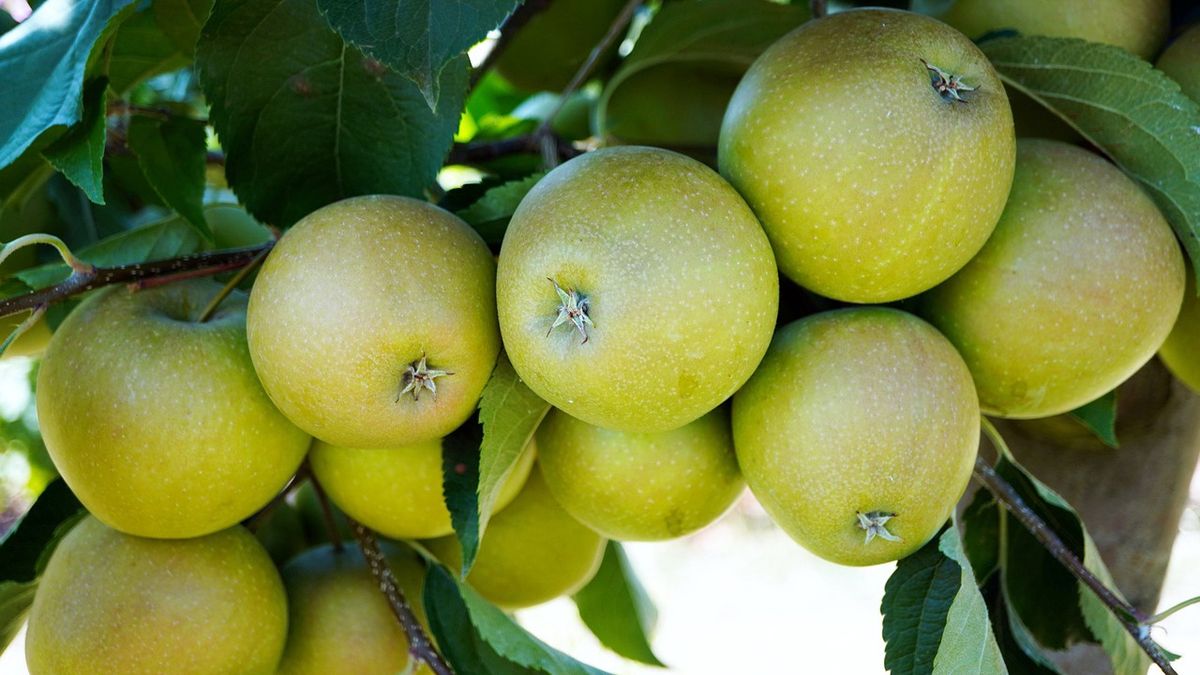 Do wyrobu wędzonego jabłka sechlońskiego wykorzystuje się owoce kilku odmian. 