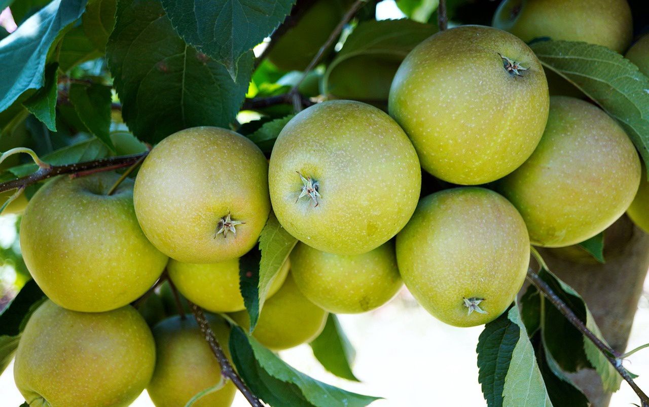 Do wyrobu wędzonego jabłka sechlońskiego wykorzystuje się owoce kilku odmian. 
