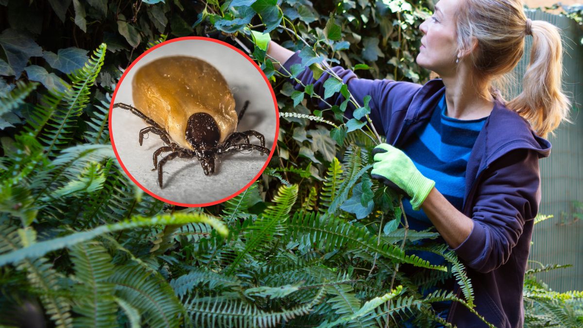 Które rośliny przyciągają kleszcze jak magnes?