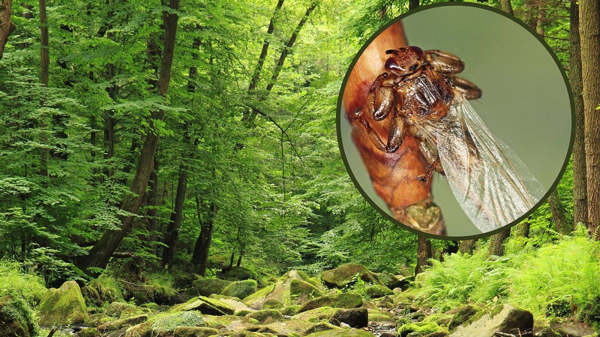 Tak wygląda strzyżak sarni. Atakuje w lesie. 