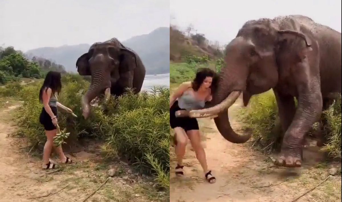 W indyjskiej dżungli słoń zaatakował niesforną turystkę