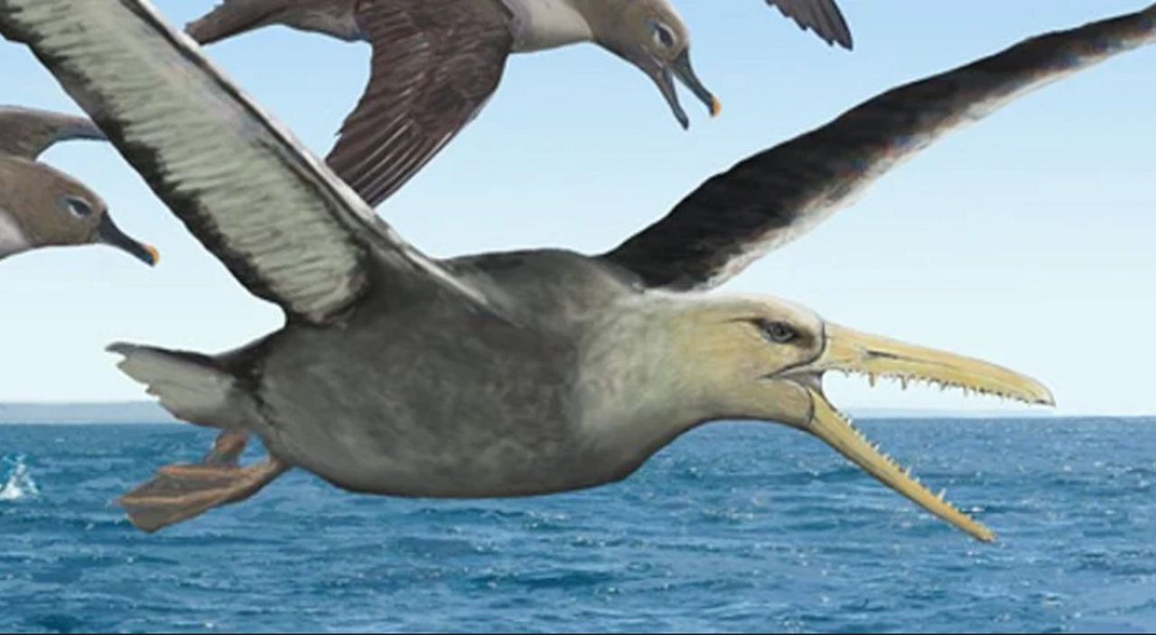 Odnaleziono szczątki ptaka sprzed 50 mln lat. Pod jego skrzydłami zmieściłby się samochód - Ptak, którego szczątki mają ponad 50 mln lat - wizualizacja