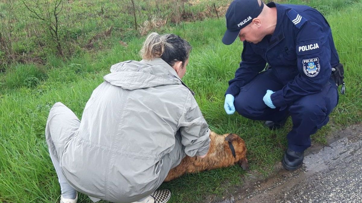 Policjant ratuje pieska