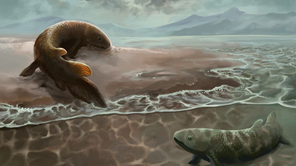 Rekonstrukcja wybrzeża morskiego sprzed 400 milionów lat 