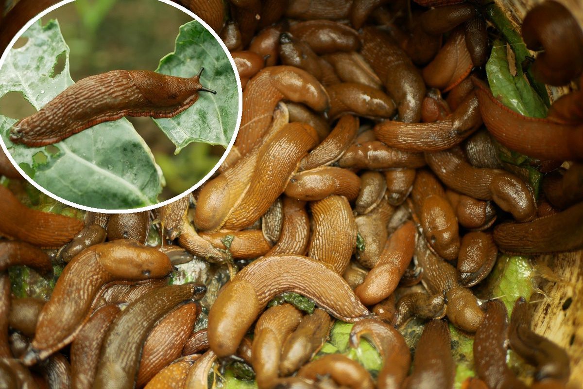 Simple coffee grounds trick to banish garden slugs and ants