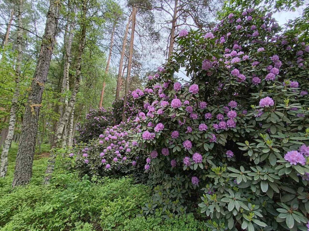 Rezerwat rododendronowców