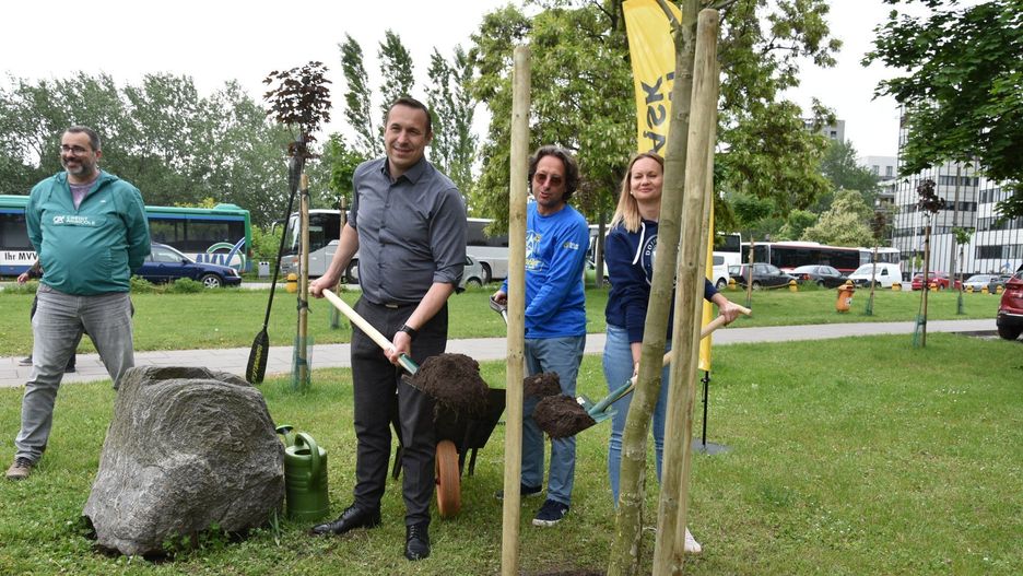 Nowe drzewo pod urzędem marszałkowski