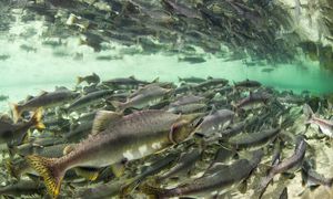Kokaina w wodzie zmienia zachowanie łososi. Są dowody